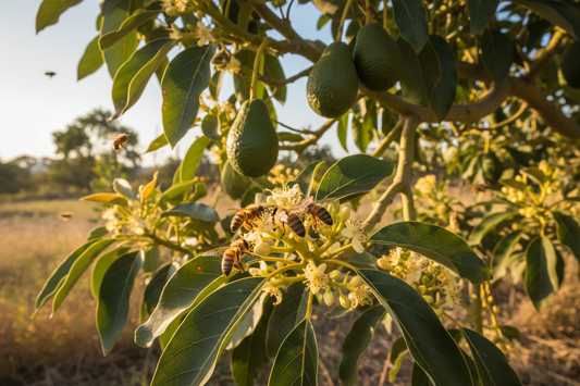 Miel d'Avocat Brut de Malaga | Découvrez ce Bijou Gustatif Méconnu